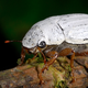 Illustration for article titled This Beetle Has a Thin Coating Whiter Than Anything Humans Can Make